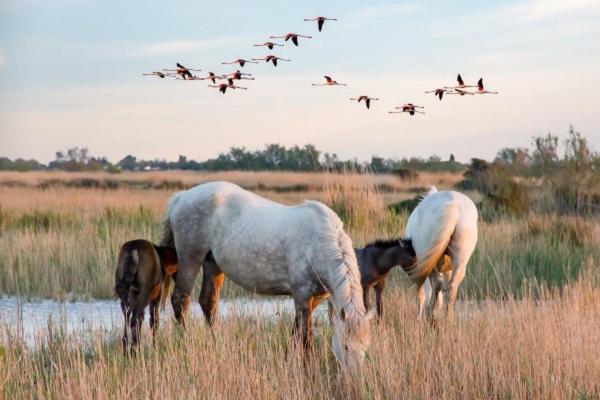 Willa Camargue Beauvoisin  Zewnętrze zdjęcie